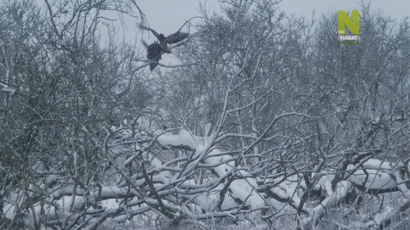 Viasat Nature: Новая дикая природа (Дикая природа Нидерландов) / De nieuwe wildernis (2013)