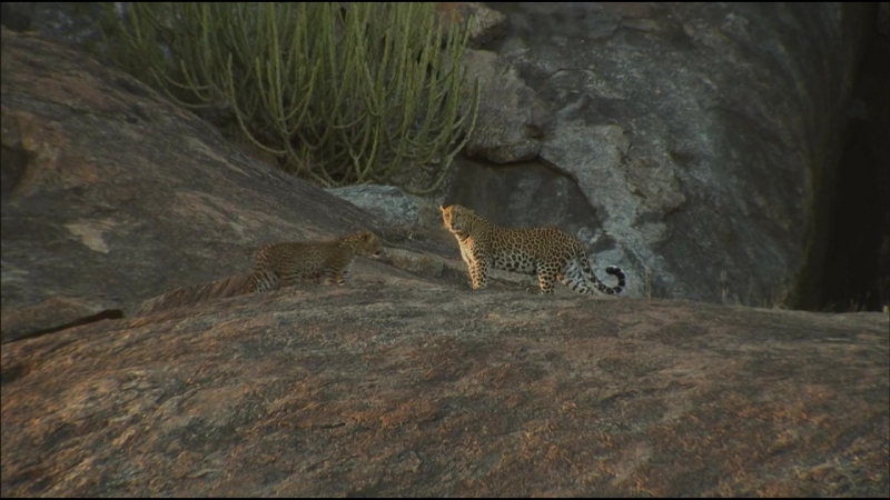 Nat Geo: Секреты дикой Индии / Nat Geo: Secrets of Wild India (2012)