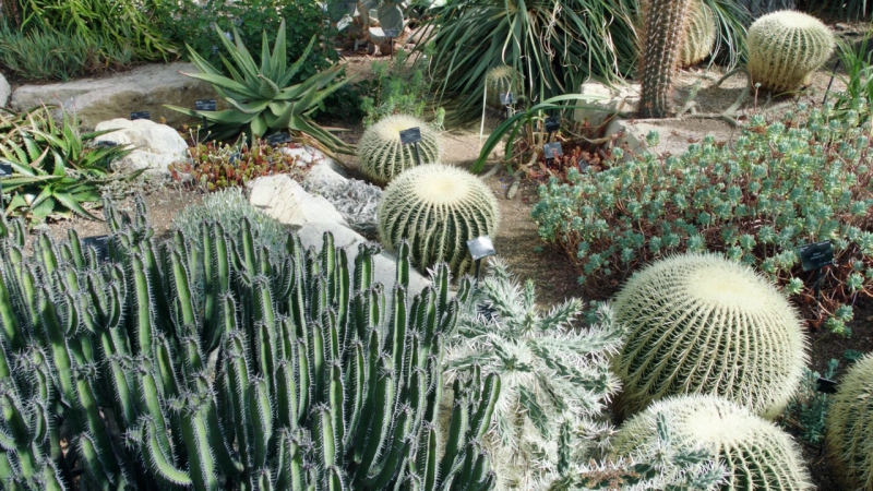 Царство растений / Kingdom of Plants (2012)