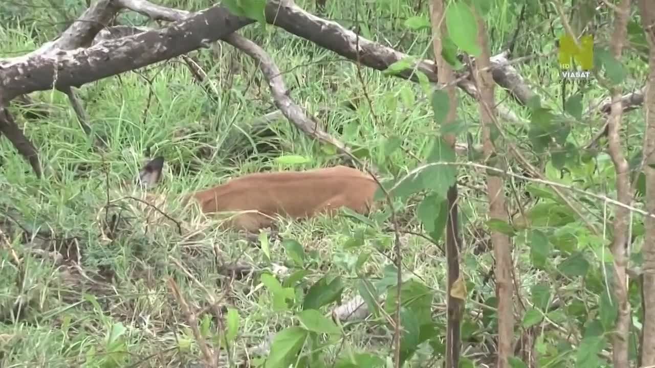 НАЦИОНАЛЬНЫЕ    ПАРКИ