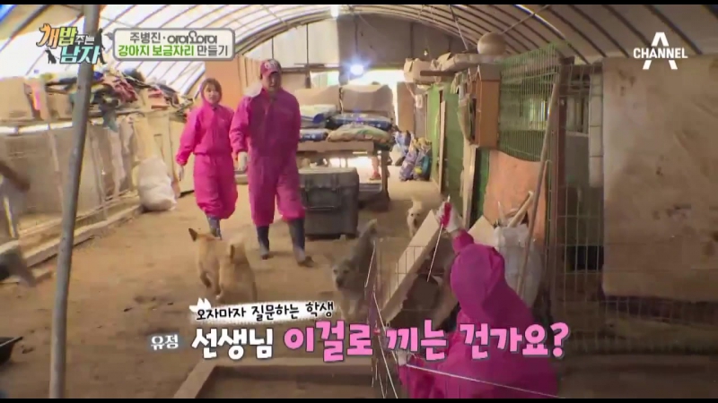 ► SHOW  'Girls who feed the dogs'