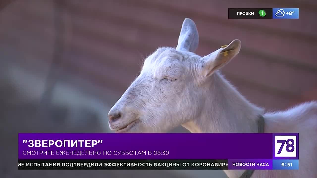 Зверопитер