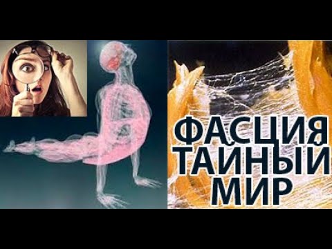 Анатомия и физиология