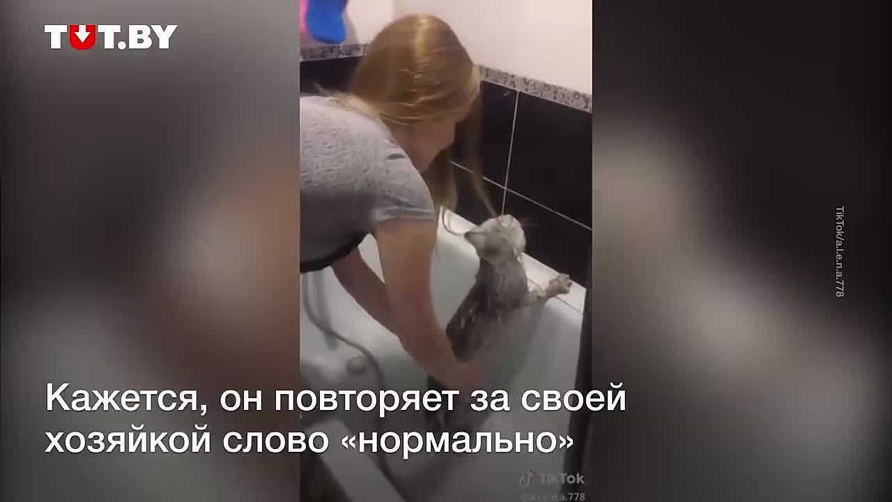 Коты