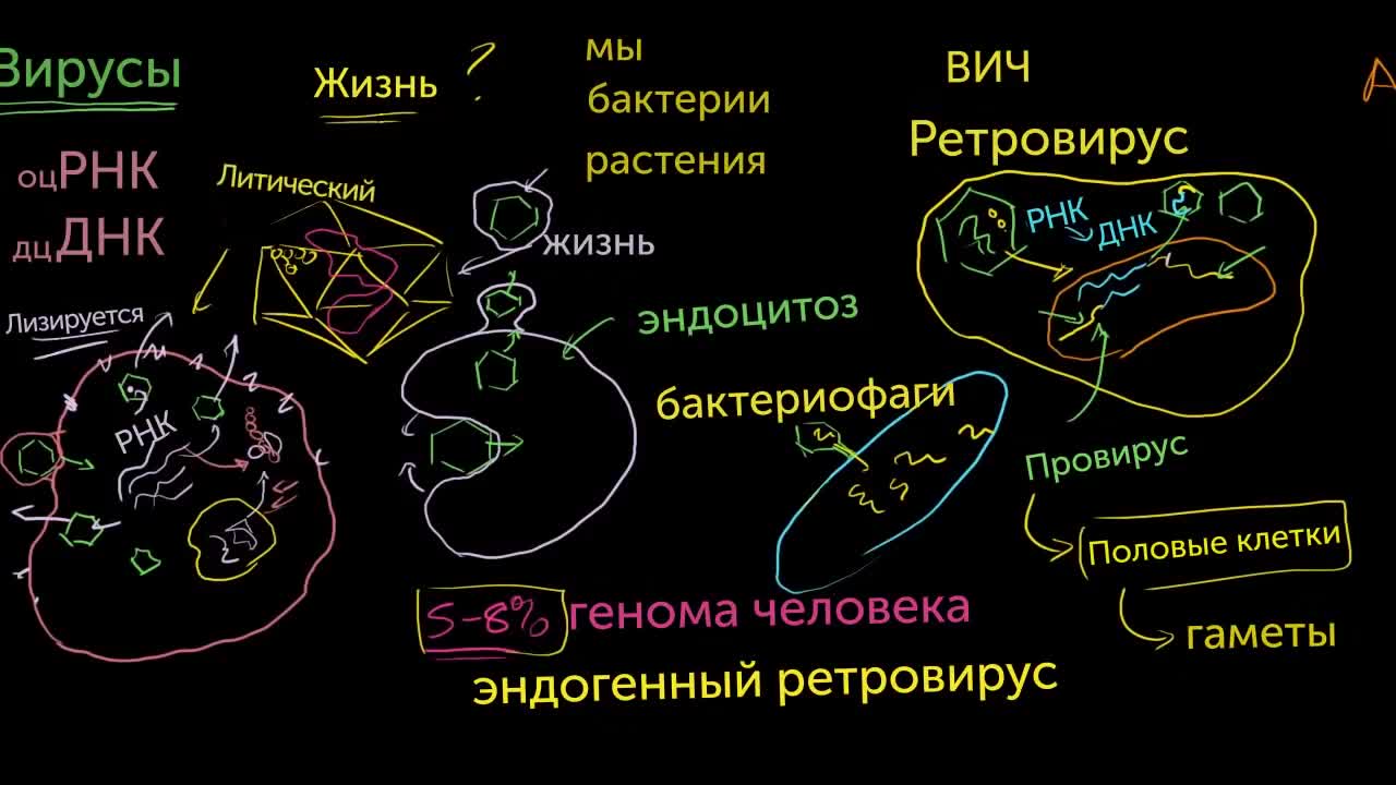 Мини-лекции по медицине от Академии Хана