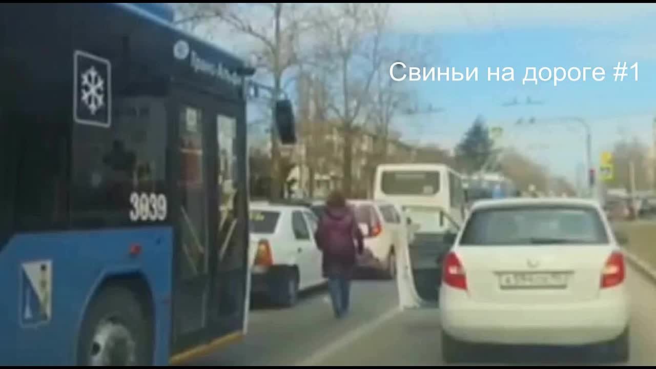 Свиньи на дороге