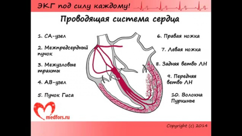 ЭКГ под силу каждому