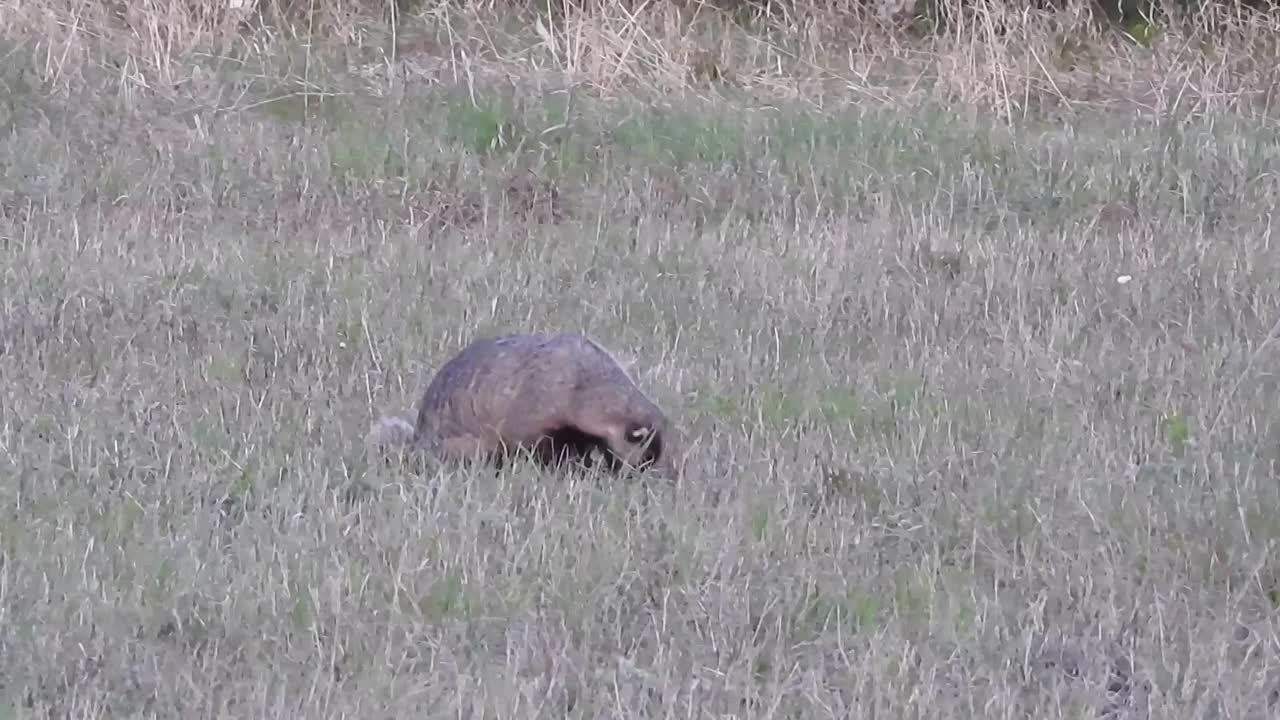 Барсуки азиатские