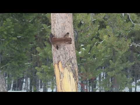 Куницы американские