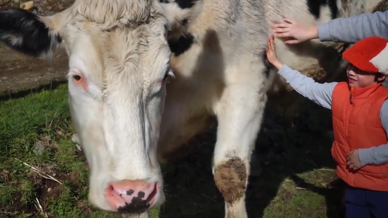 Веґетаріянство Вегетарианство Vegetarianism