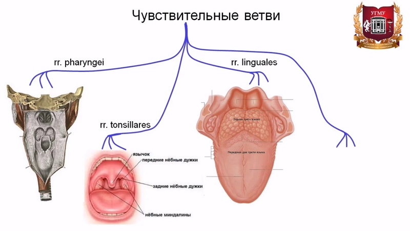 нервы