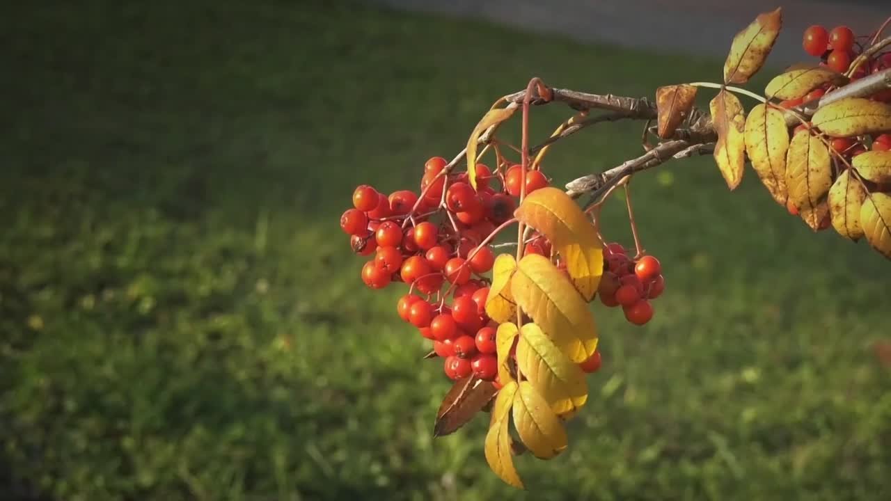 Михаил Шуфутинский