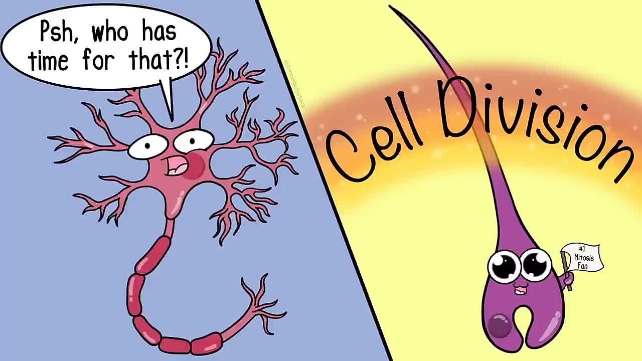 Amoeba sisters (mitosis and meiosis)