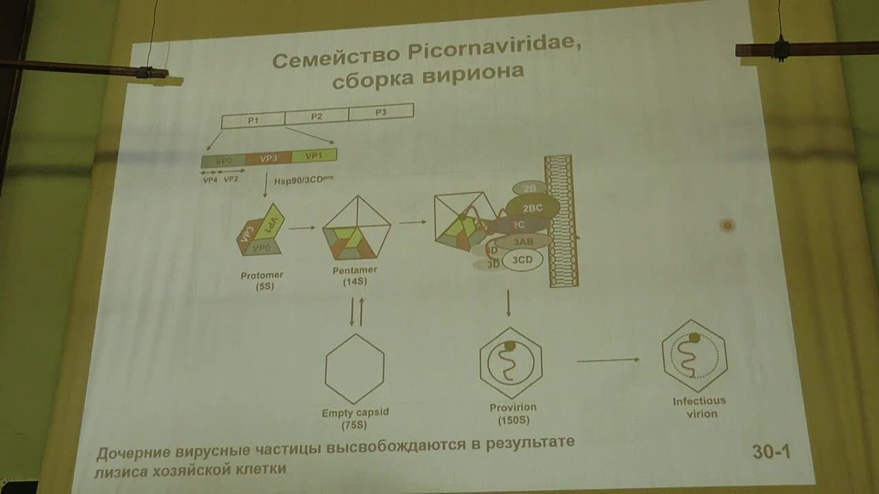 Вирусология - Карпова