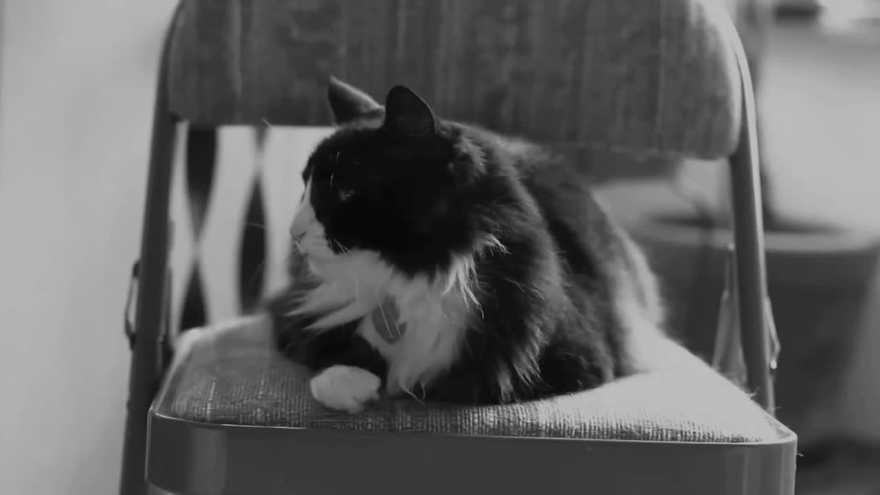 Henri Le Chat Noir | Чёрный кот Генри