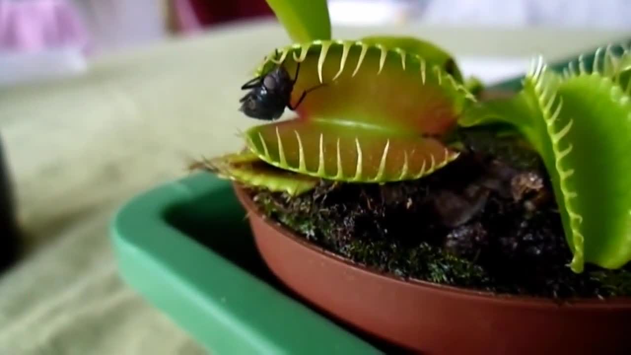 Венерина мухоловка (Dionaea muscipula)