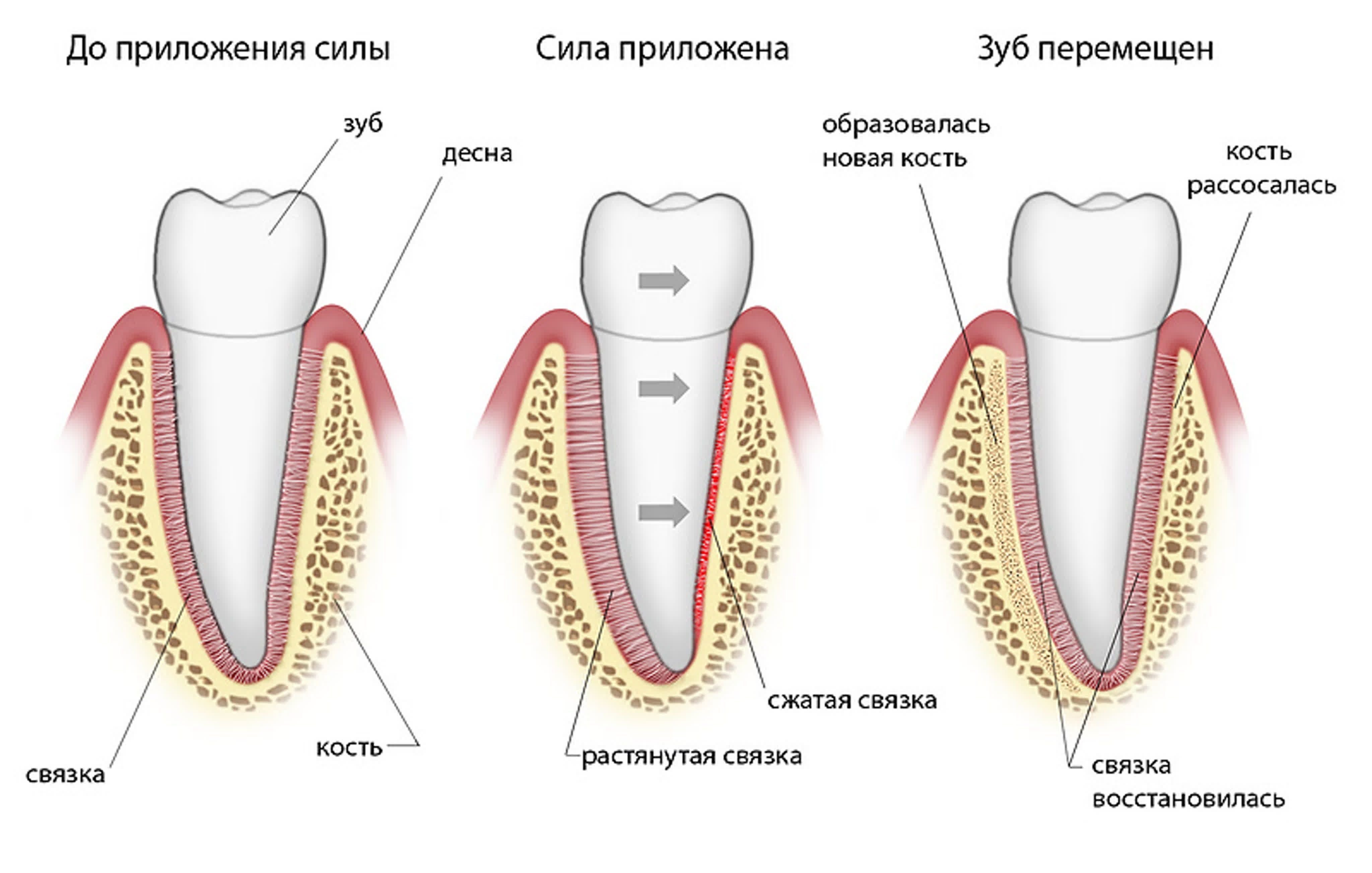 Деморолики для пациентов