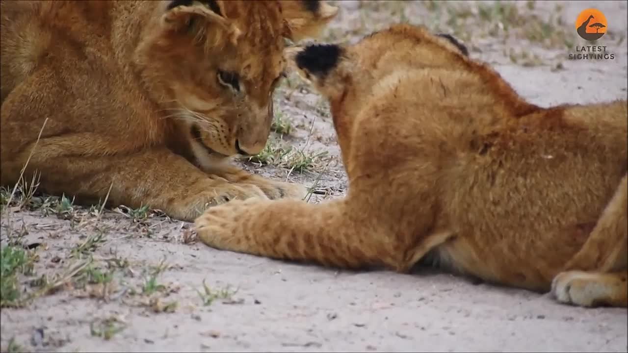 Большие кошки