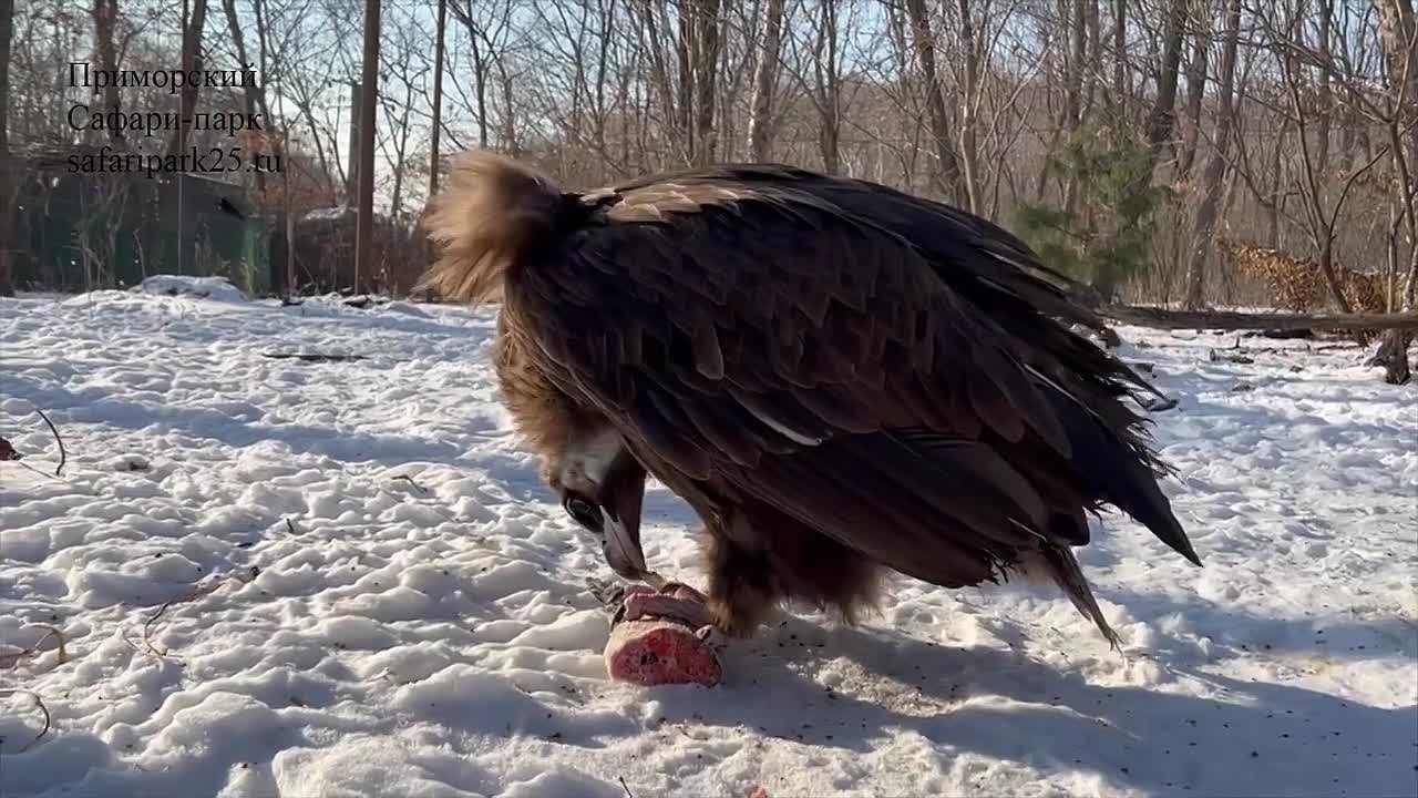 Тигр Амур и козёл Тимур. Приморский Сафари-парк