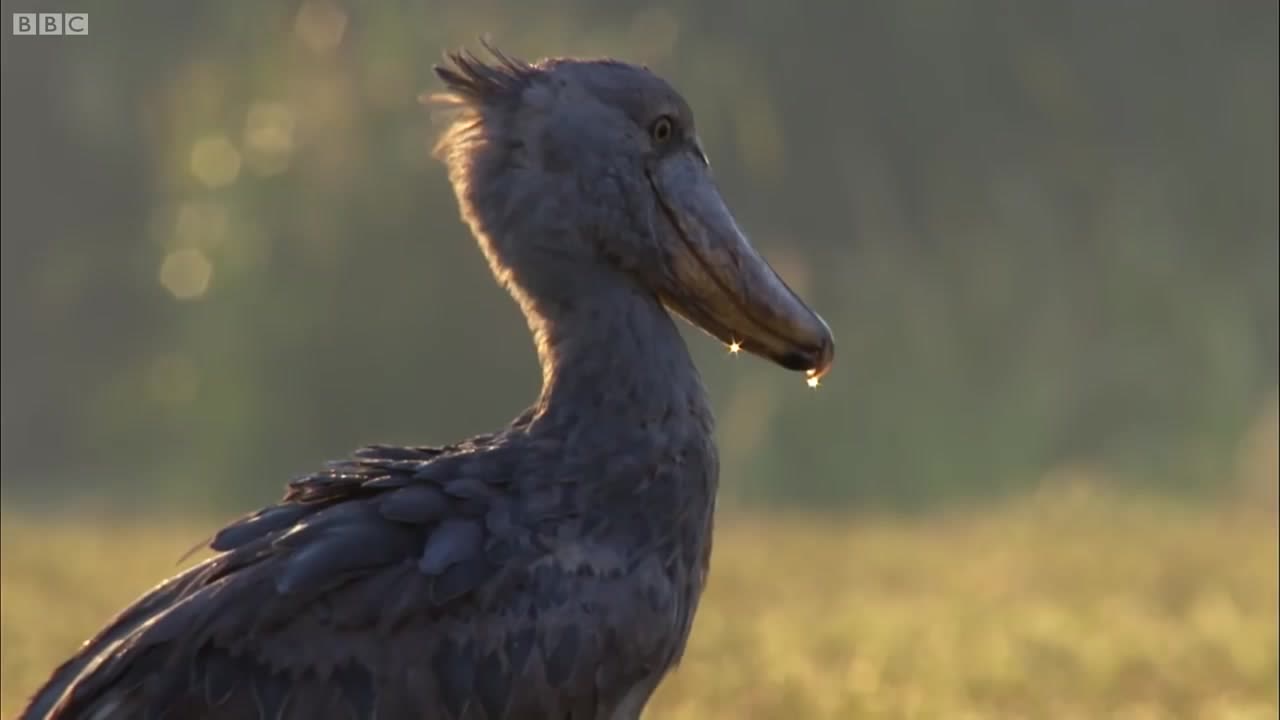 Пернатые чудесенки...