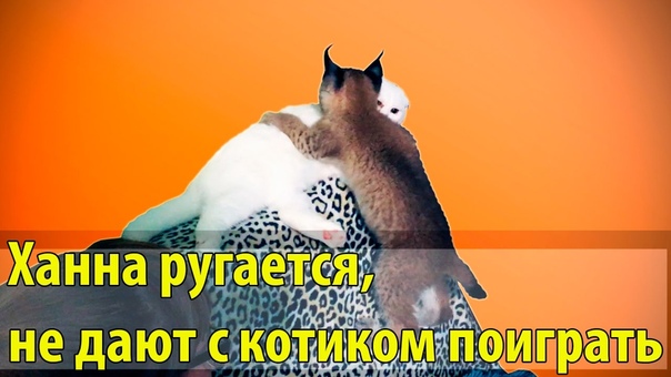 BobCat ТВ