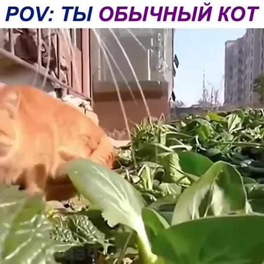 день из жизни кота