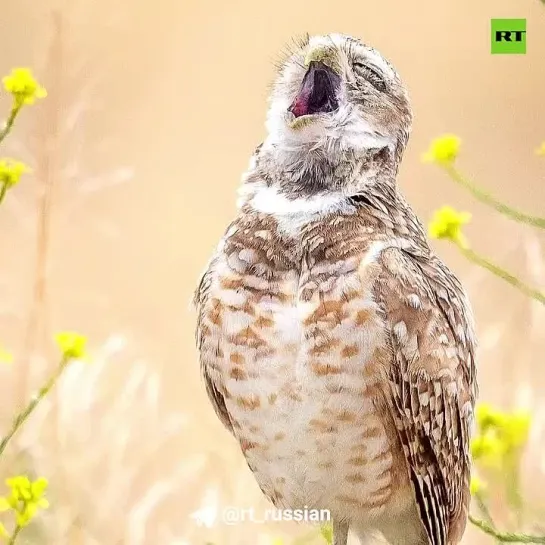 Показываем финалистов конкурса Comedy Wildlife Photography Awards 2024