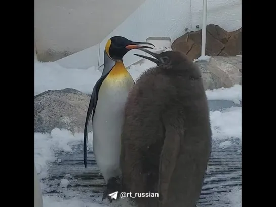 Видео с огромным птенцом королевского пингвина стали хитом в соцсетях