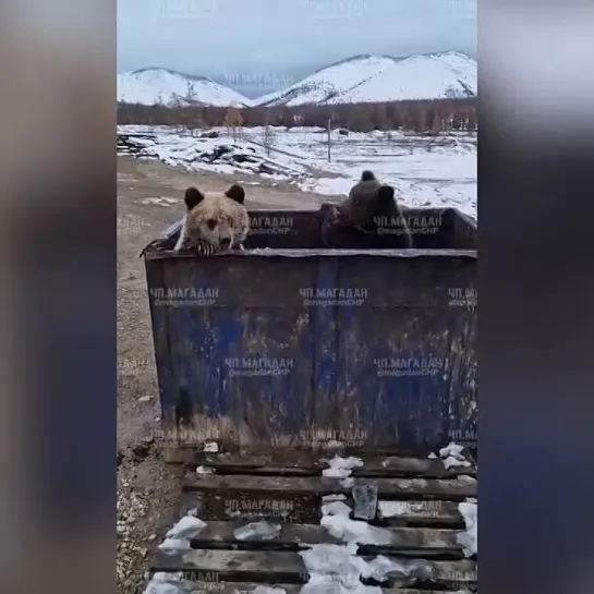 Эмоциональная встреча мужчины с двумя медвежатами