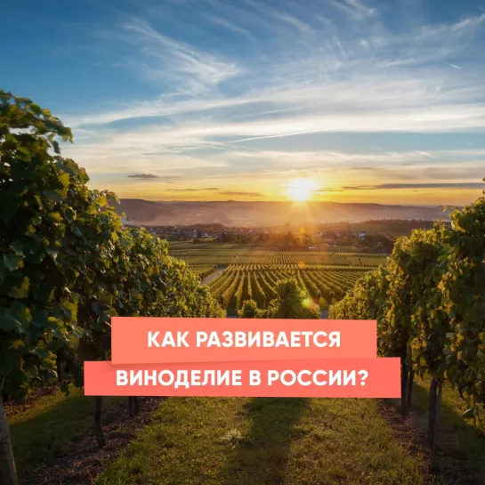 Как развивается виноделие в России?