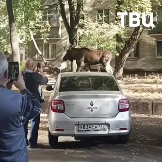 🫎 Большое путешествие лося по Ростокино!