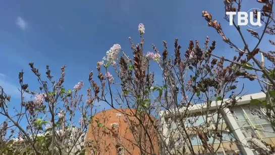 🌸 Из-за аномально тёплого сентября в Москве вновь зацвела сирень

Вот так она выглядит сегодня на территории музея-заповедника «