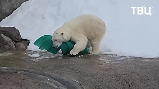 🐻 Вот кто больше всех ждёт зиму!