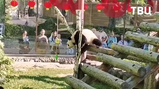 🐼 Катюша всех достанет!