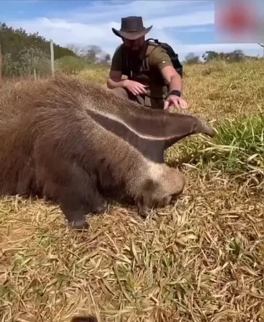 Видео от Заводной Апельсин