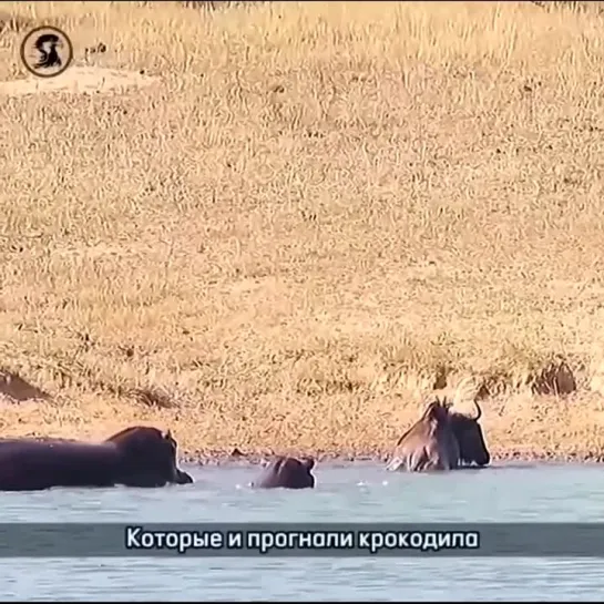 Видео от Заводной Апельсин