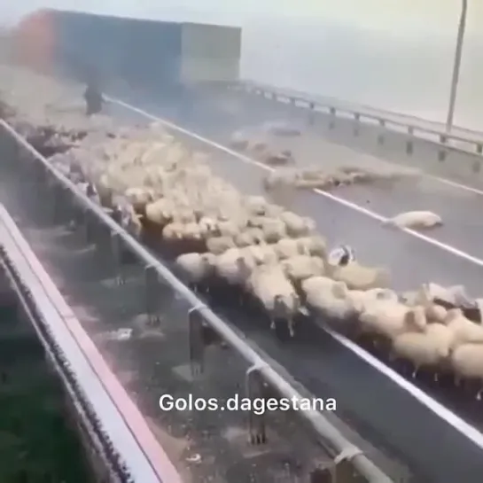 Видео  📹 момента наезда на стало баранов,  пастух в последений  момент увернулся  от фуры . #Кизляр мост через #Терек