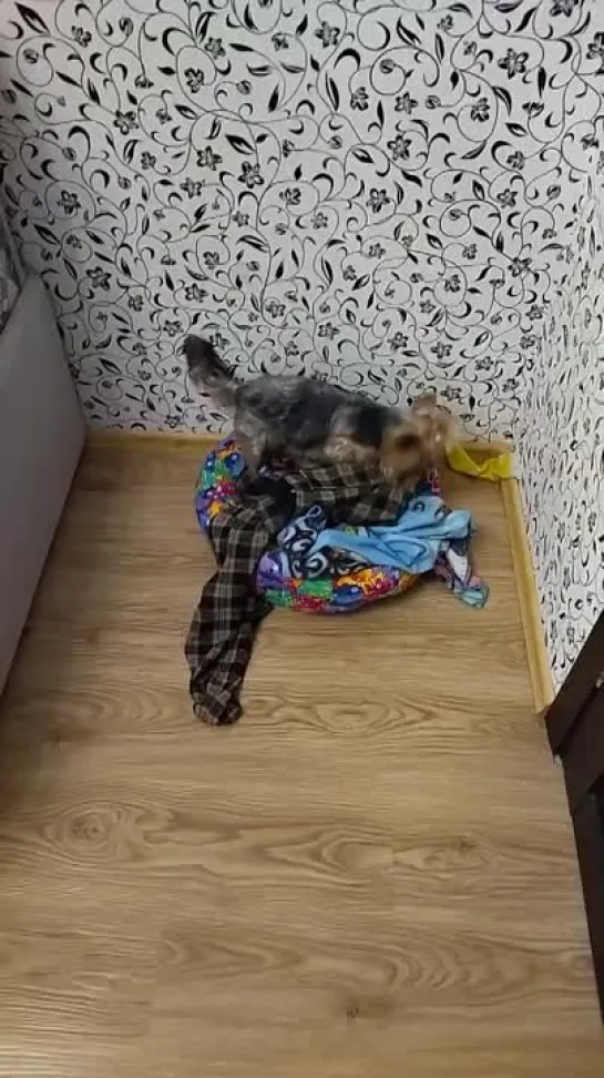 Злой пёс ворует вещи 🐶.mp4