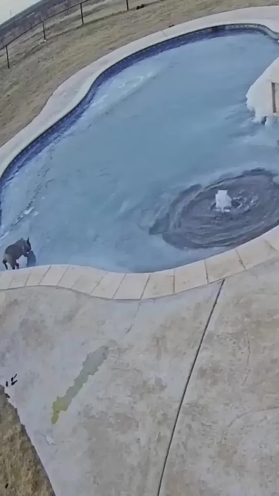 Woman Jumps in Frozen Pool to Rescue Dog.mp4