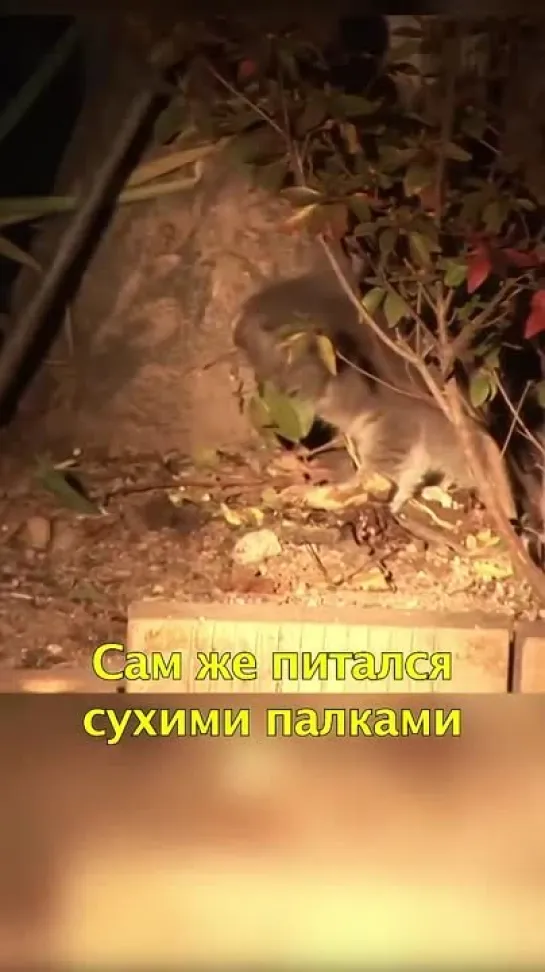 🐱Котенок Сутками не Отходил от Погибшей Мамы😢.mp4