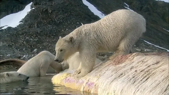 Polar Bears Spy on the Ice (2011)_s01e01_720p.mp4