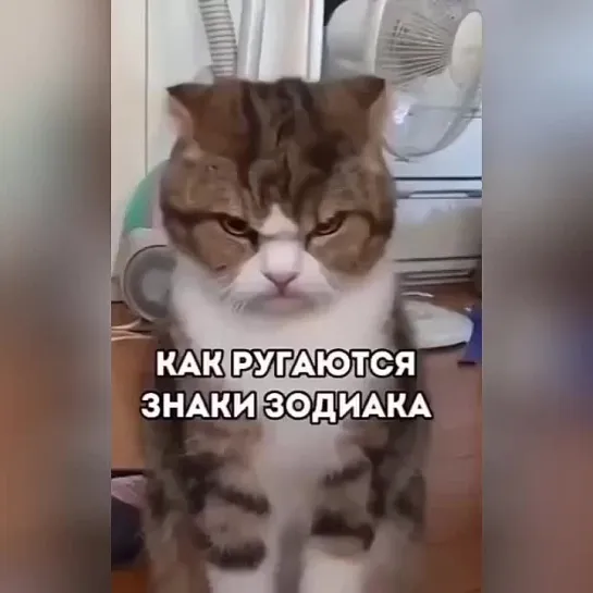 Котоскоп