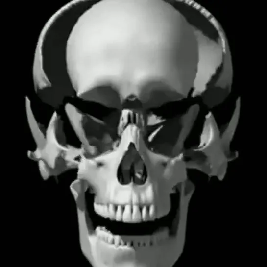 Skull