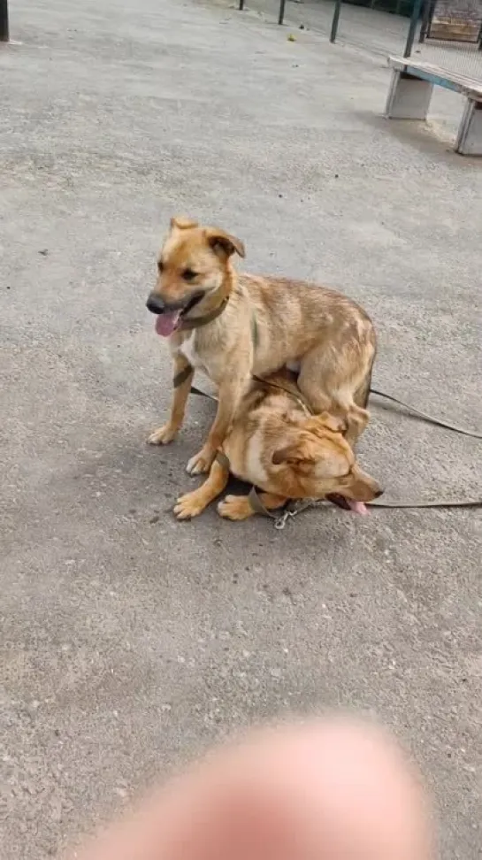 Прогулки у Синди и Томми пока не очень активные 🤣

Дойти до выгула для этих ребяток настоящий подвиг😨

Им очень-очень страшно 🙈