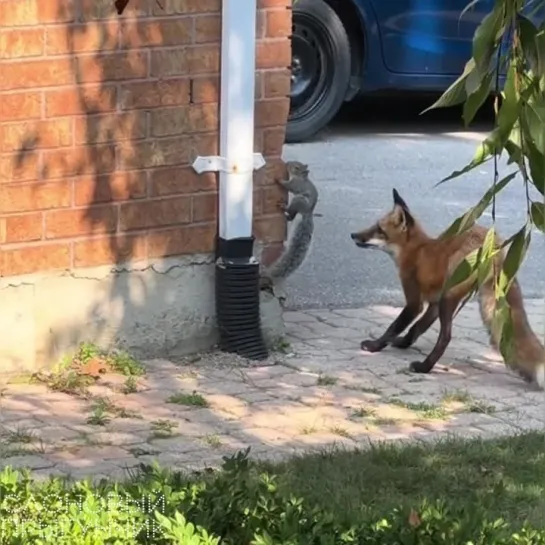 Видео от Слоновый прыгунчик