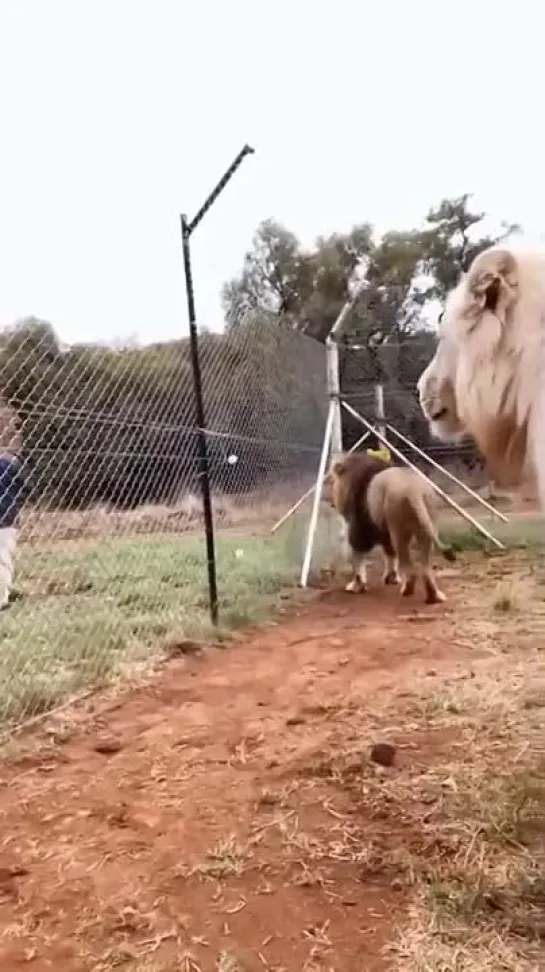 Видео от Типичный выживальщик