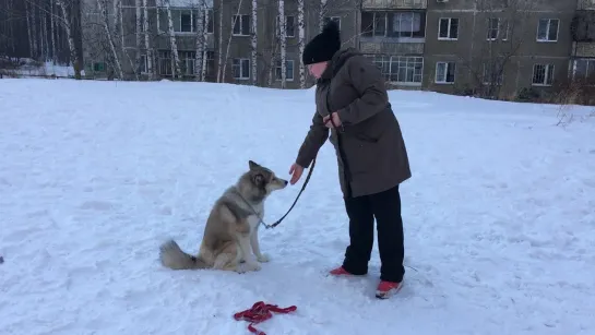 Грей. Дай Лапу))