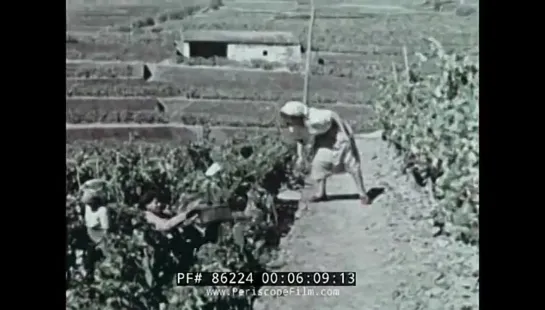 CULTIVATION, HARVEST OF PORT WINE in PORTUGAL 1950s TRAVELOGUE 86224 [aJNQCjzCpQ0]