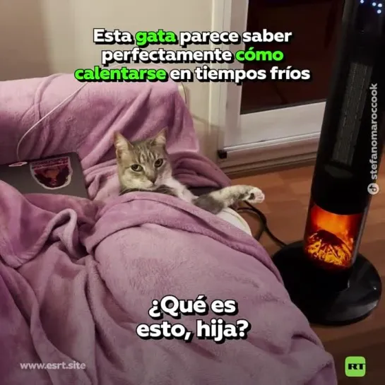 Llama a su gata “malcriada” por su forma de mantener el calor