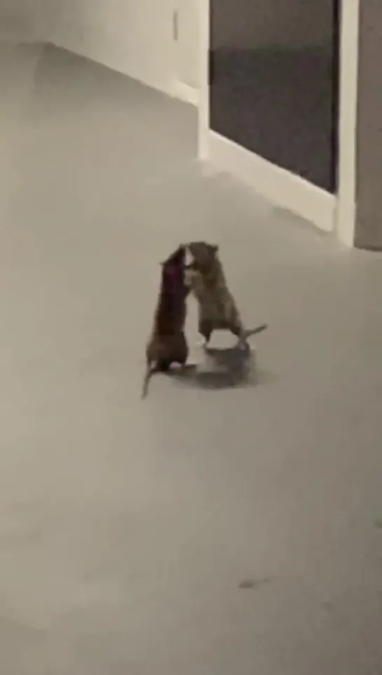 Cat watches in disbelief as two rats fight each other